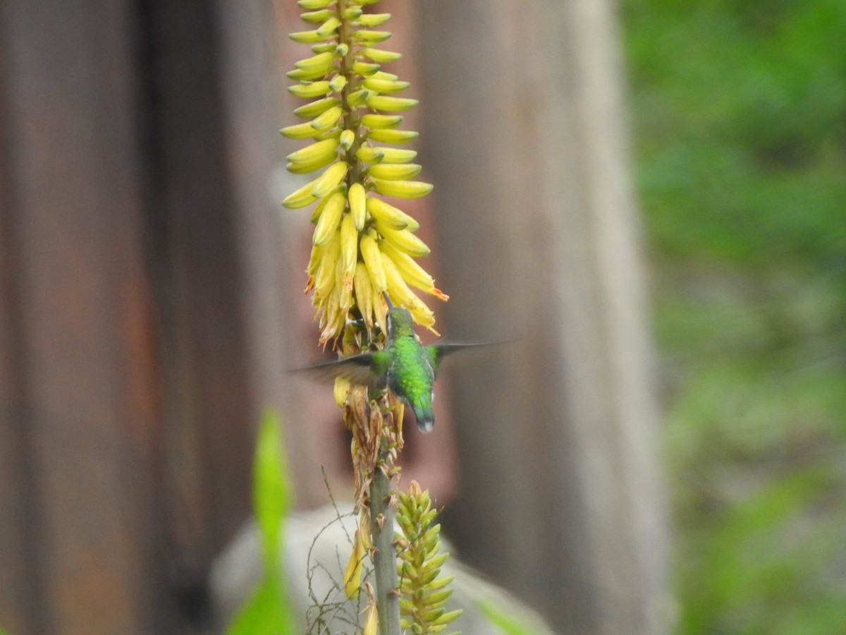 Short-tailed Emerald - ML423129081