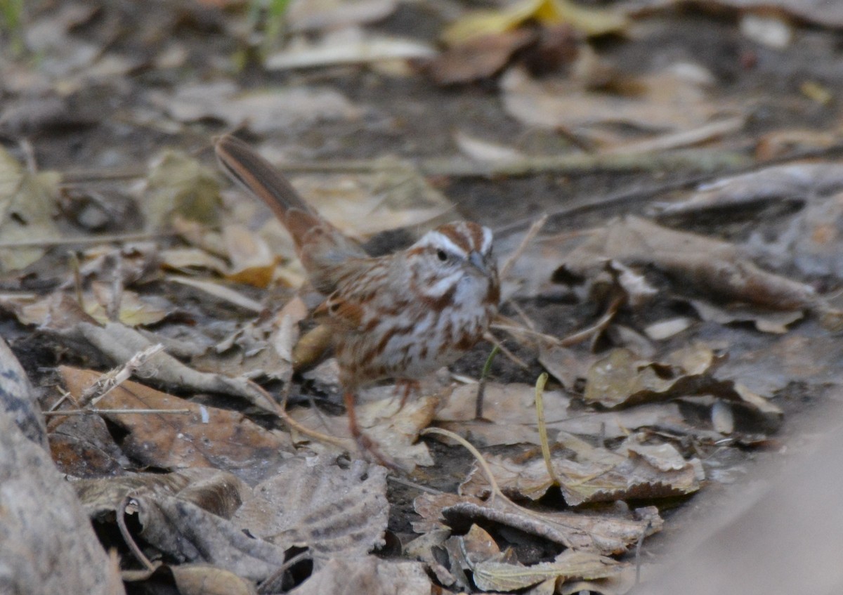 Song Sparrow - ML42312911