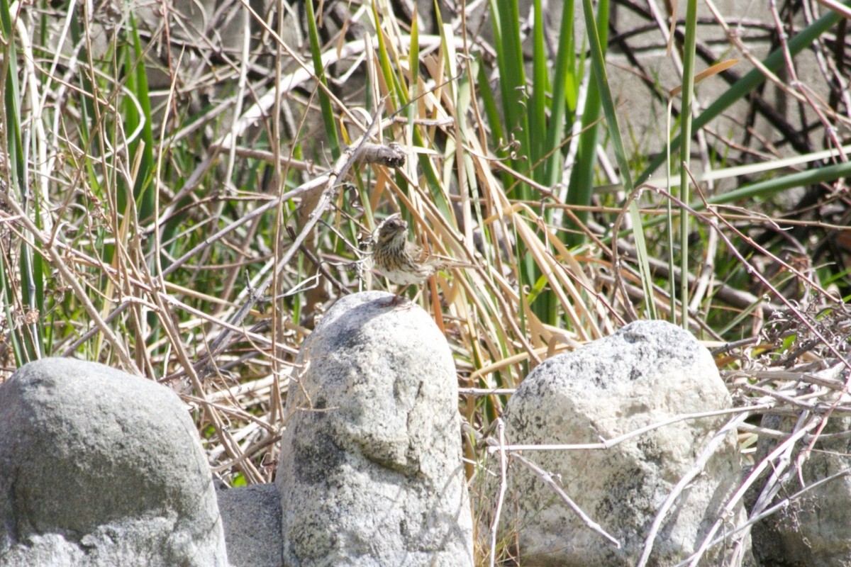 Lincoln's Sparrow - ML423129201