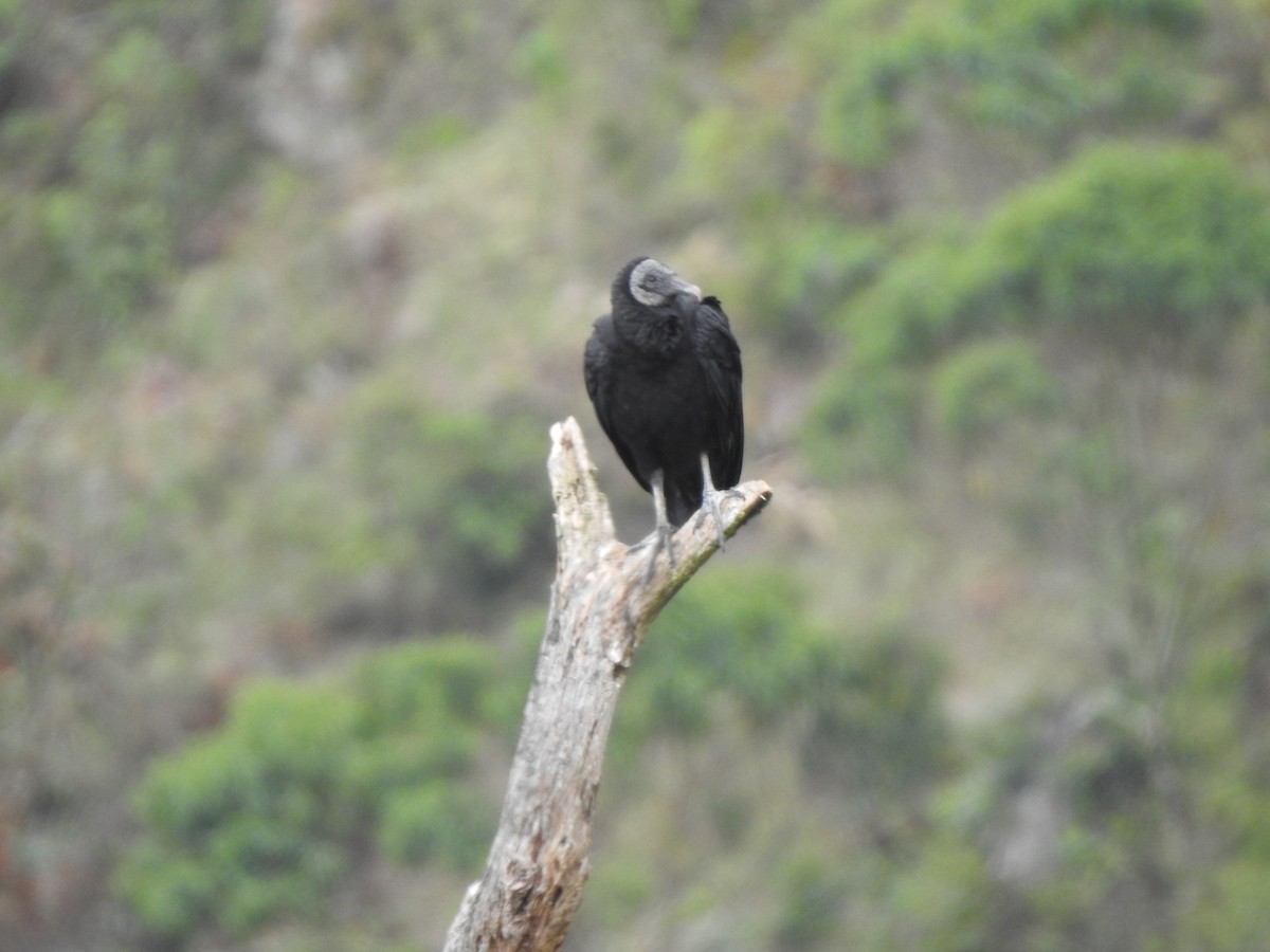 Black Vulture - ML423129251