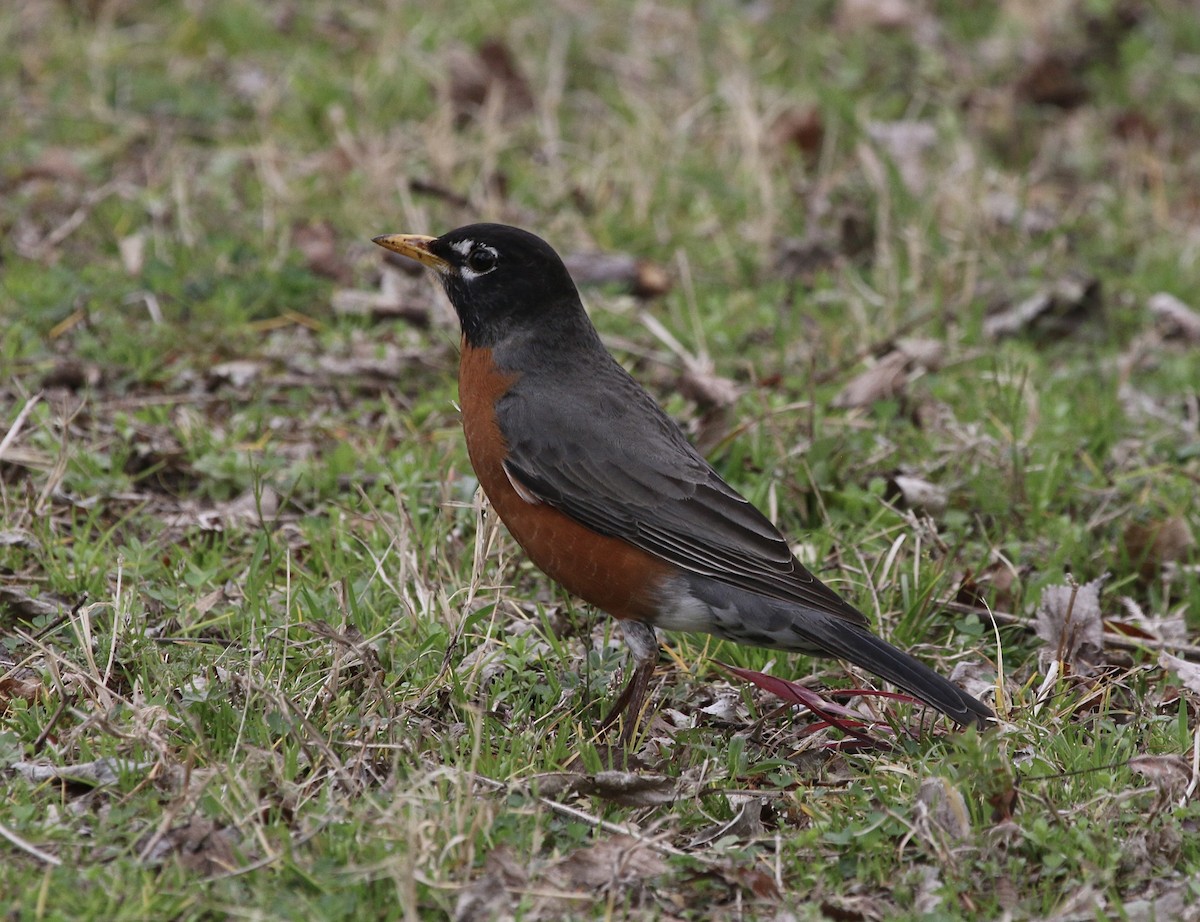 American Robin - Ryan Justice