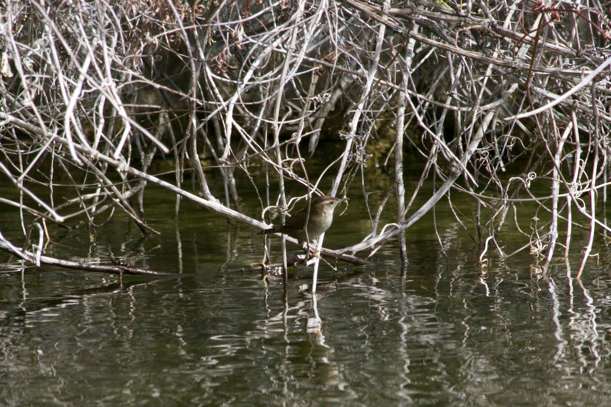 Marsh Wren - Loyan Beausoleil