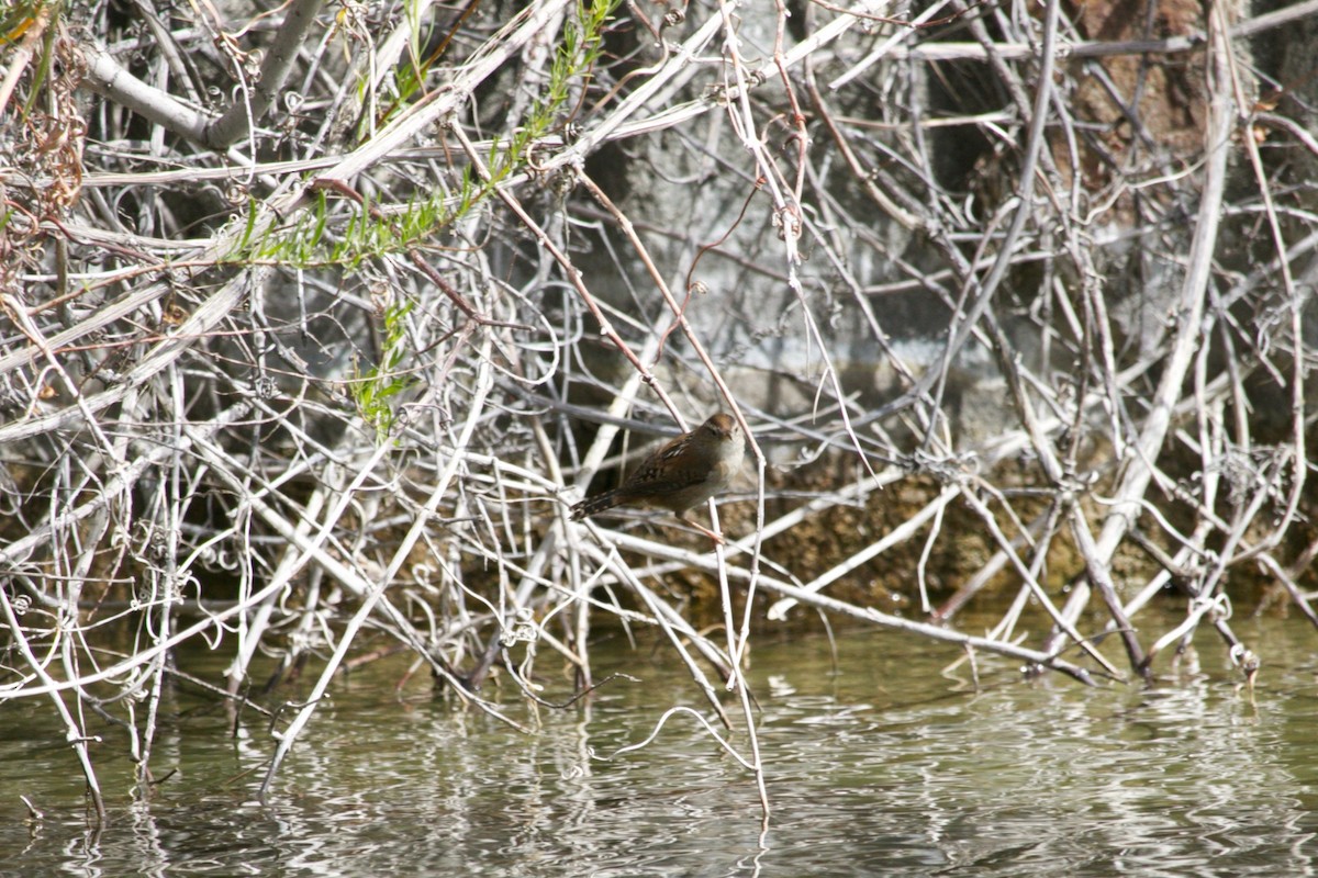 Marsh Wren - ML423129371