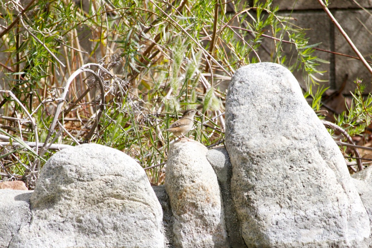 Marsh Wren - ML423129401