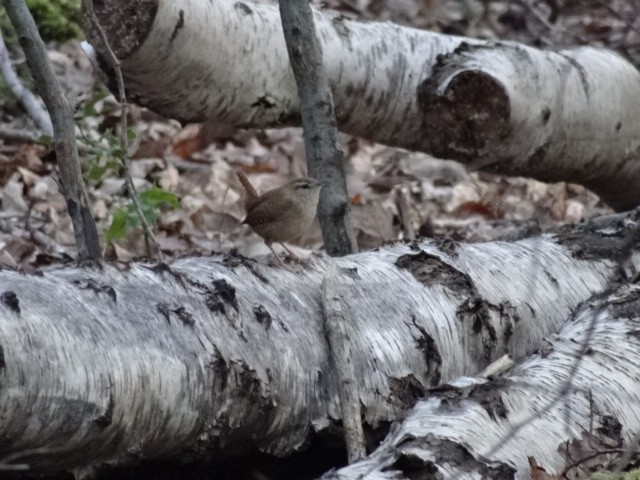 Eurasian Wren - ML423131061