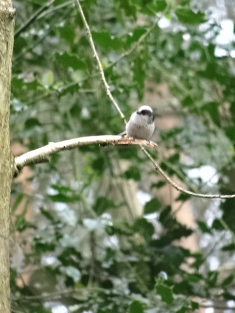 Long-tailed Tit - ML423131321