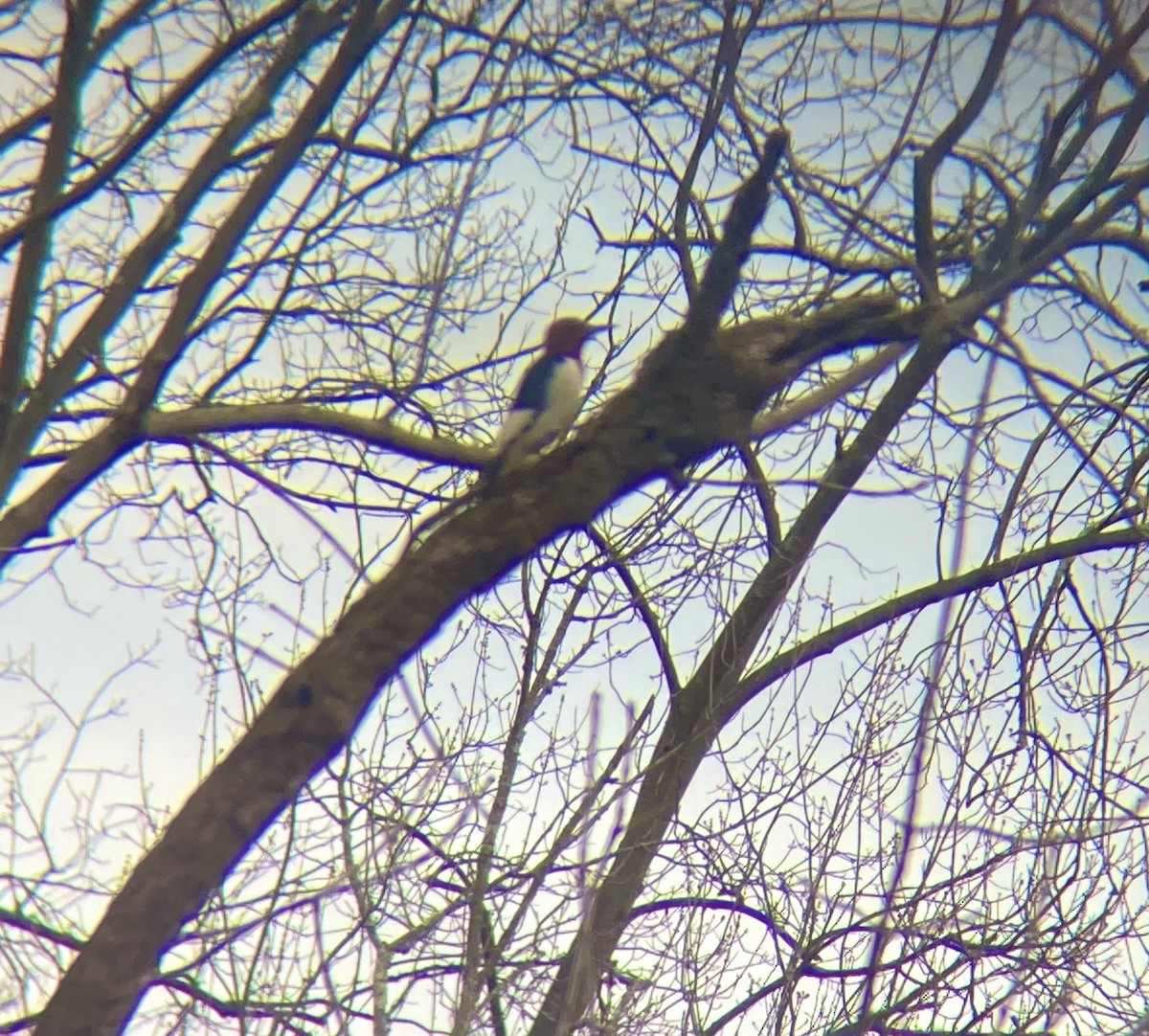 Red-headed Woodpecker - ML423131921