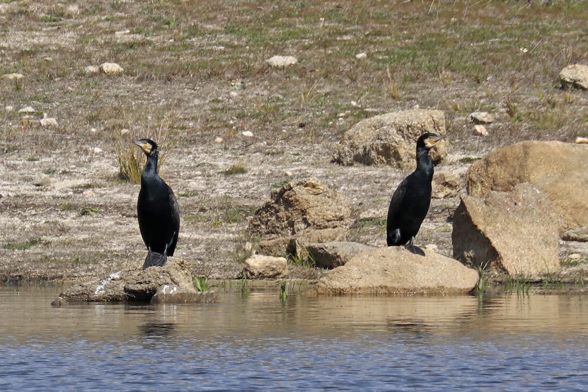 Cormorán Grande - ML423132381