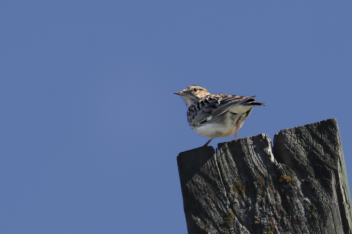 Wood Lark - Francisco Barroqueiro