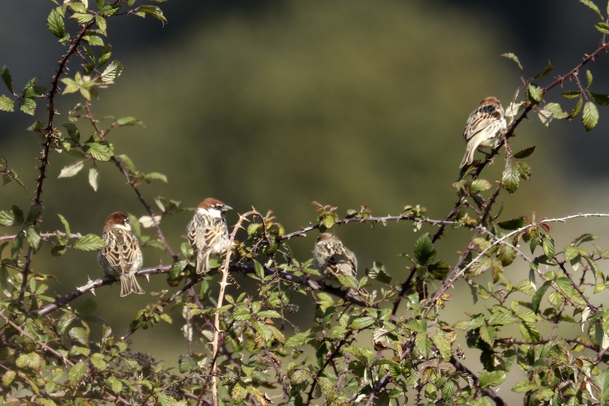 Spanish Sparrow - ML423132821