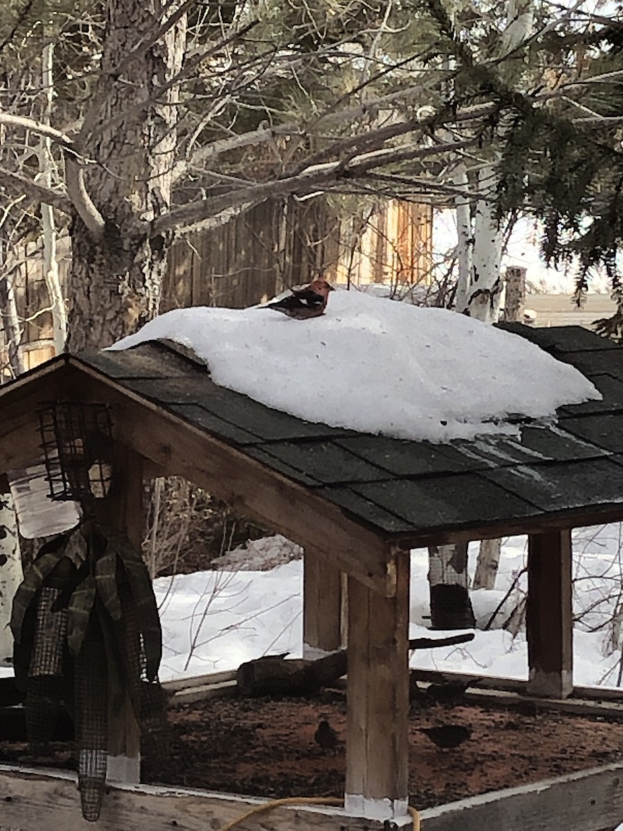 White-winged Crossbill - ML423133311