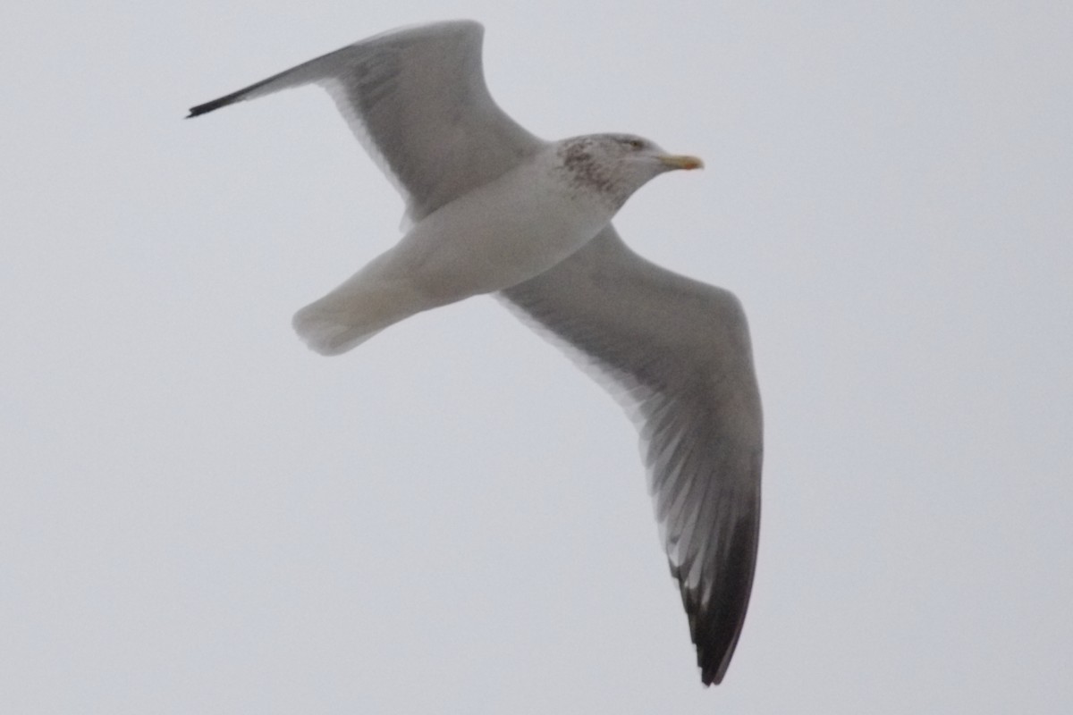 Goéland argenté - ML423133571