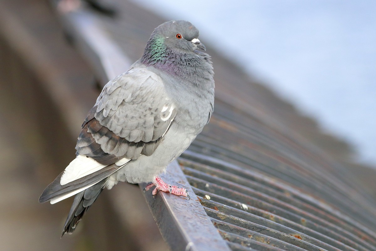 Rock Pigeon (Feral Pigeon) - ML423133811