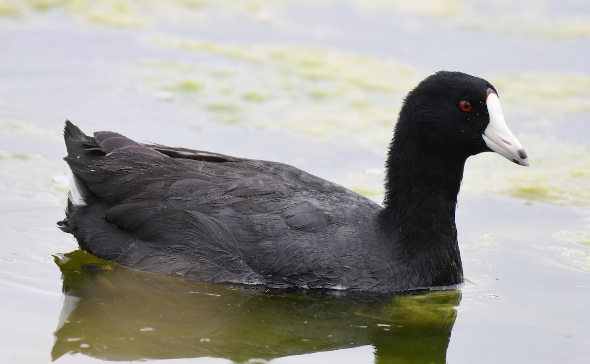 American Coot - ML423134661