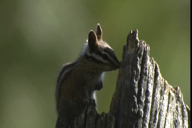 long-eared chipmunk - ML423135