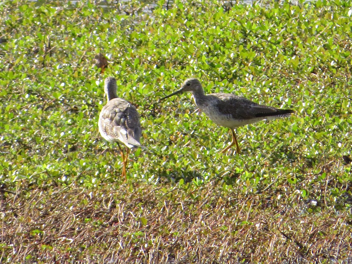Greater Yellowlegs - ML423135031