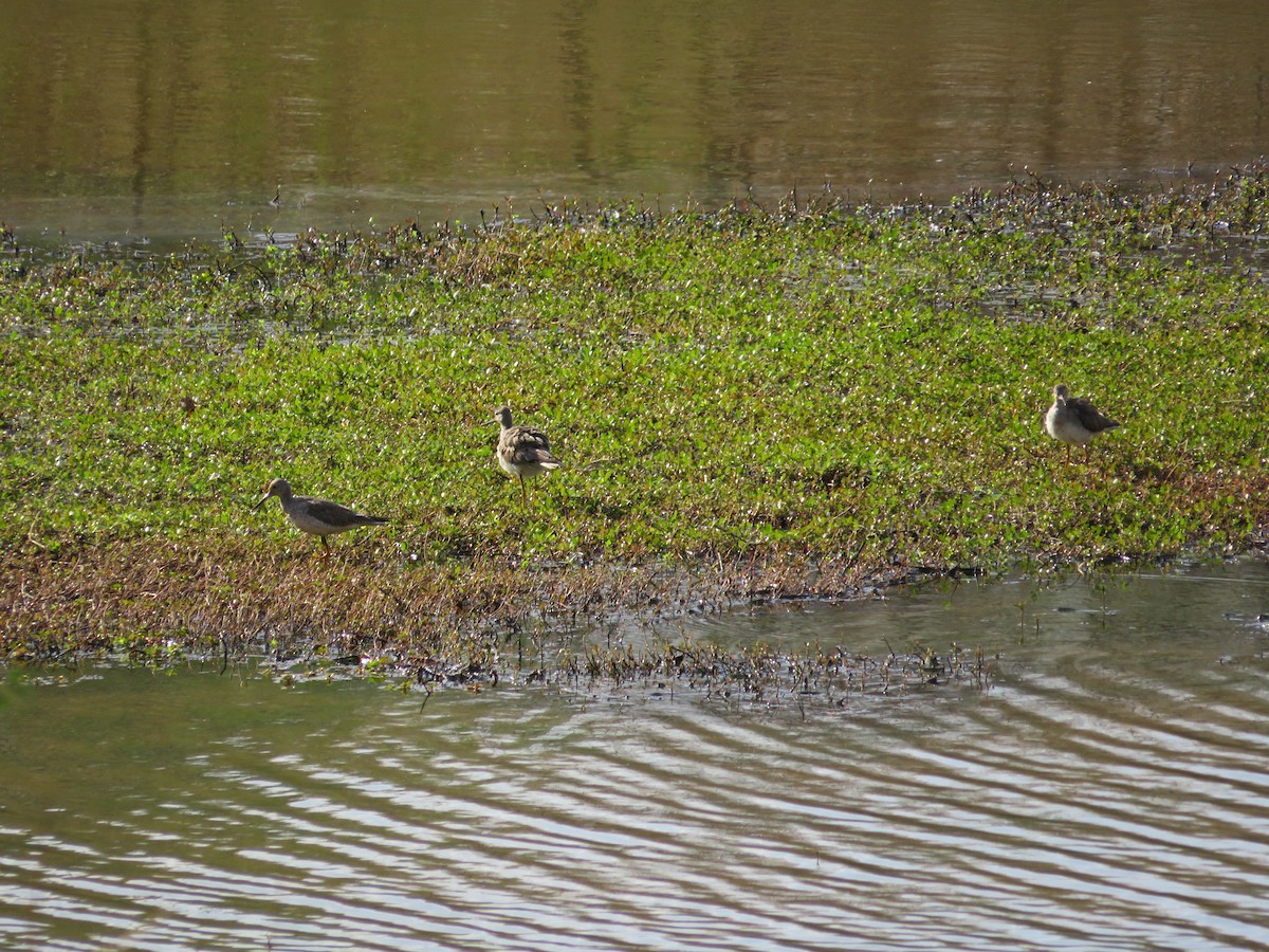 Greater Yellowlegs - ML423135051