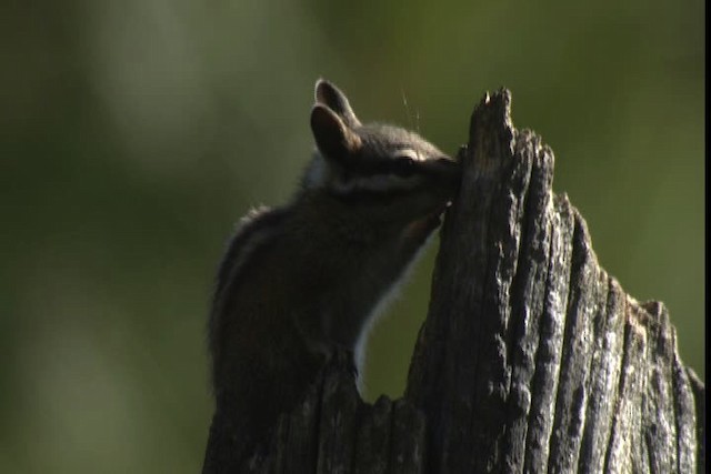 long-eared chipmunk - ML423136