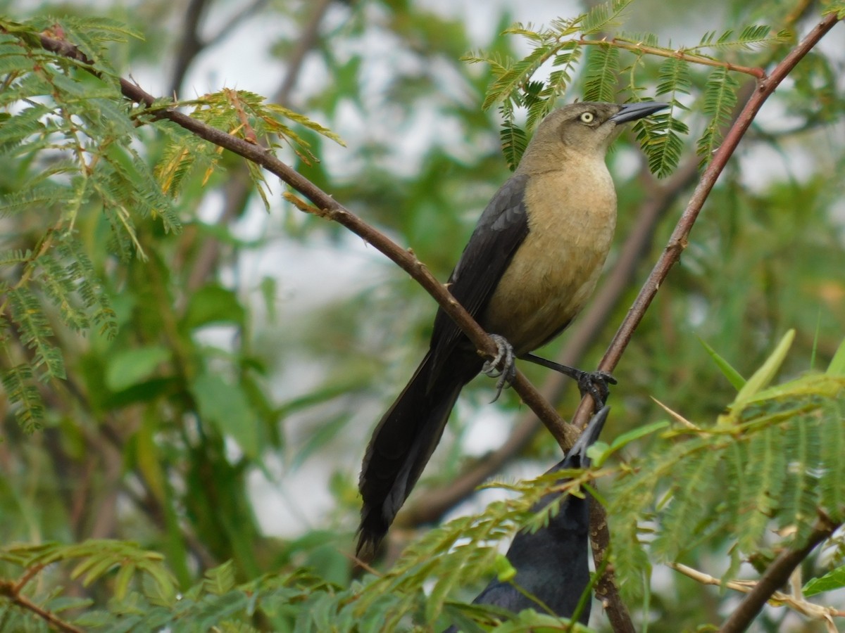 Nicaraguan Grackle - ML423136891