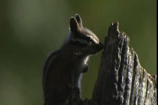 long-eared chipmunk - ML423137