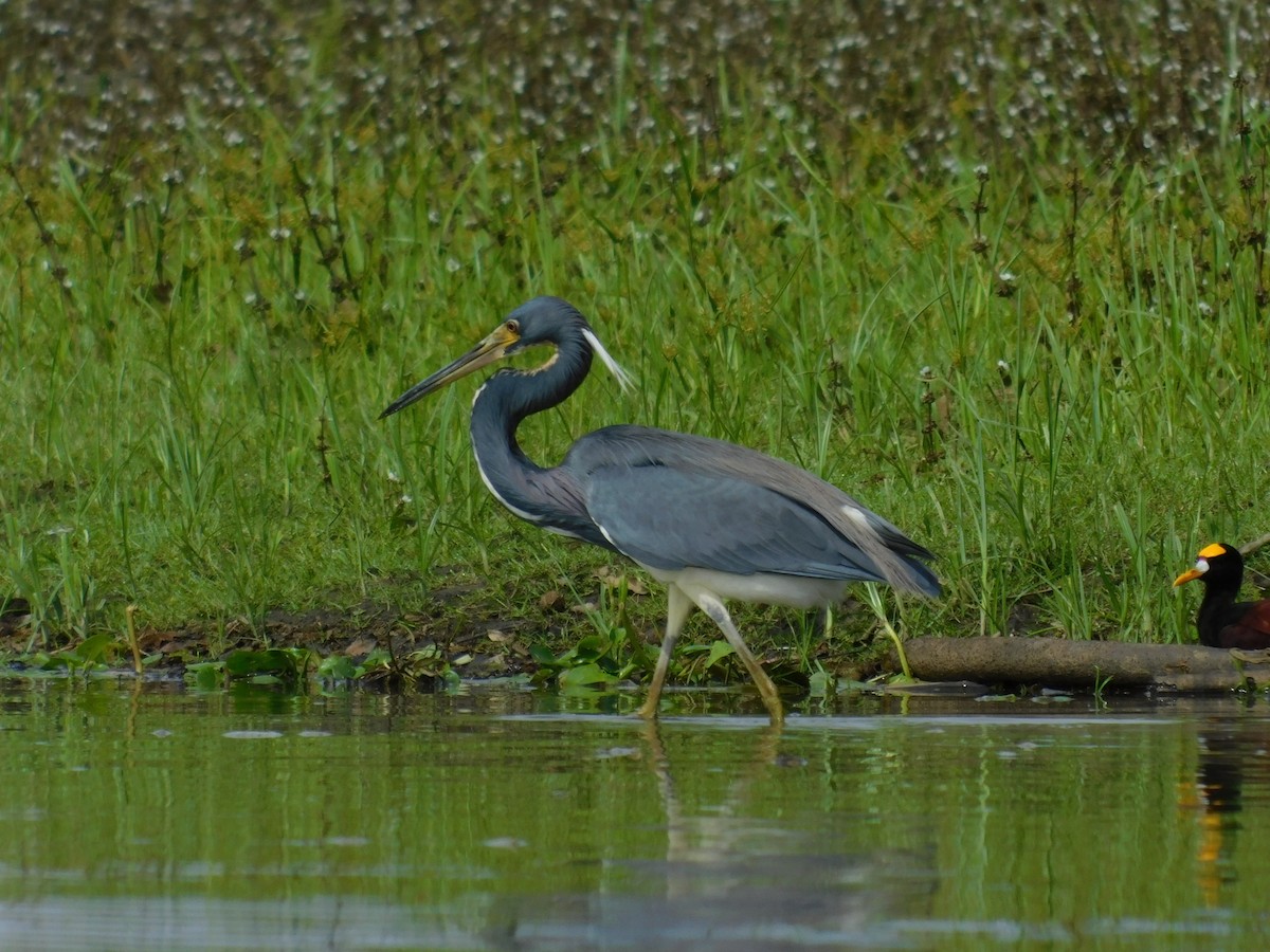 Tricolored Heron - ML423137161