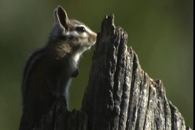 long-eared chipmunk - ML423138