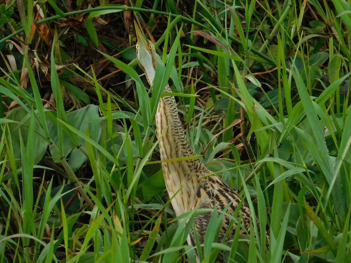 Pinnated Bittern - ML423138131