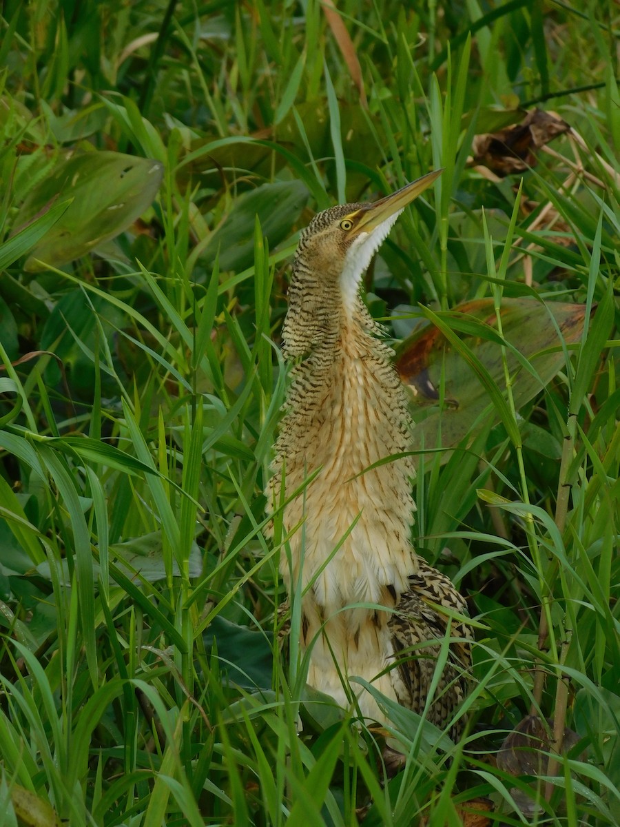 Pinnated Bittern - ML423138141