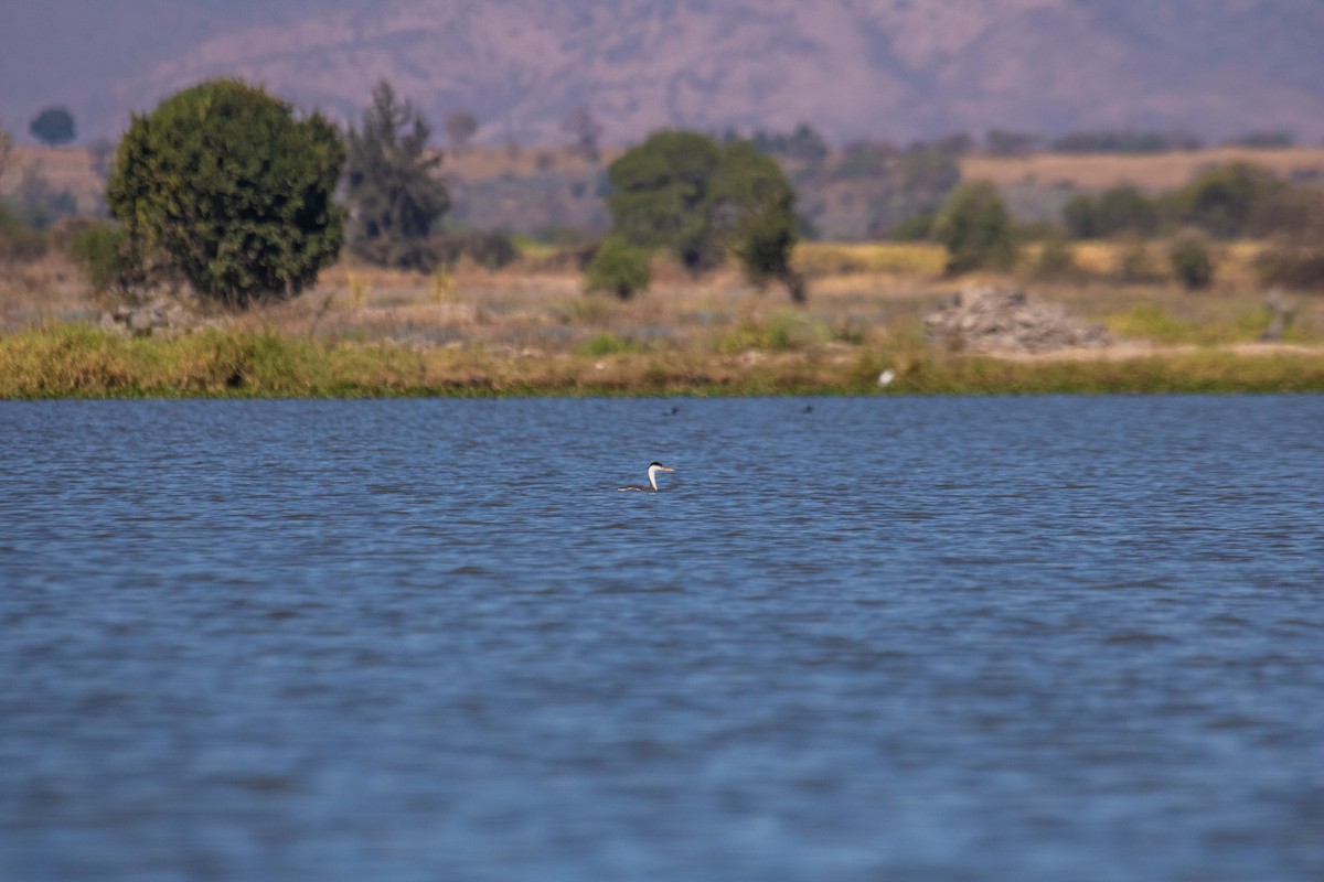 Clark's Grebe - ML423138611