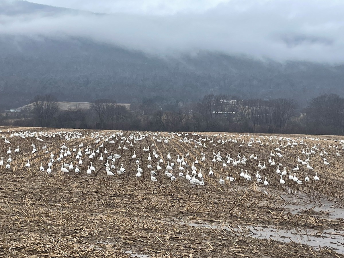 Snow Goose - John Roosenberg