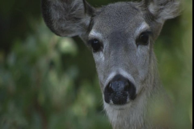 Mule Deer - ML423141