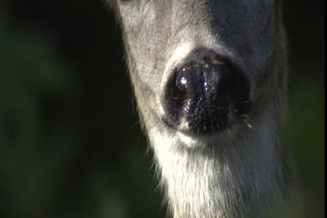 Mule Deer - ML423142