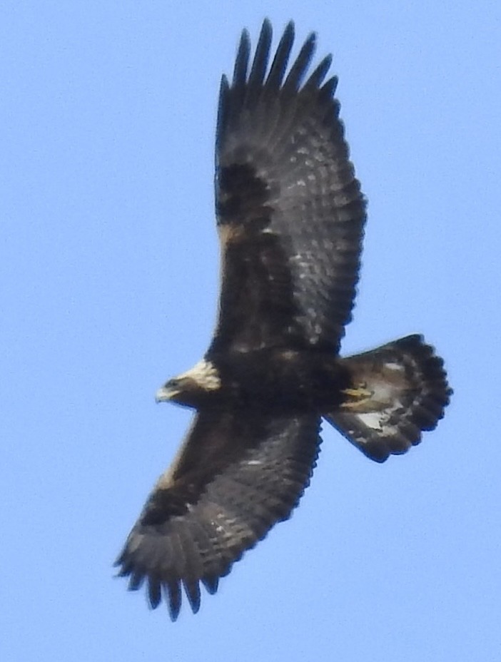 Golden Eagle - John Weier