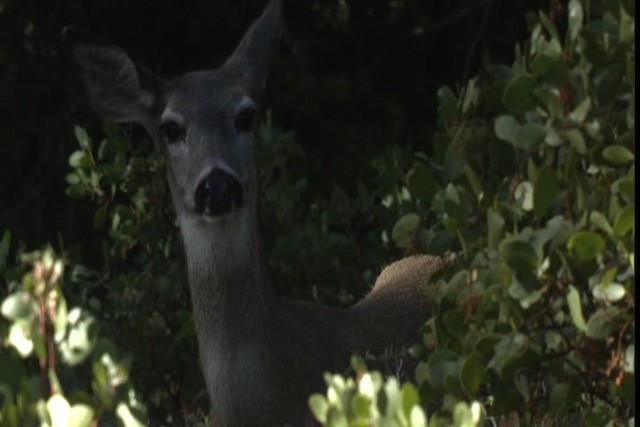 Mule Deer - ML423144