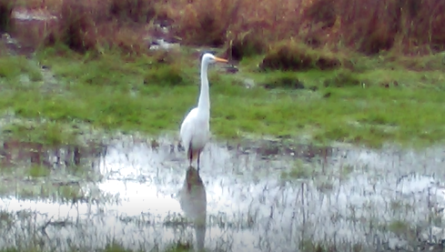 Great Egret - ML42314851