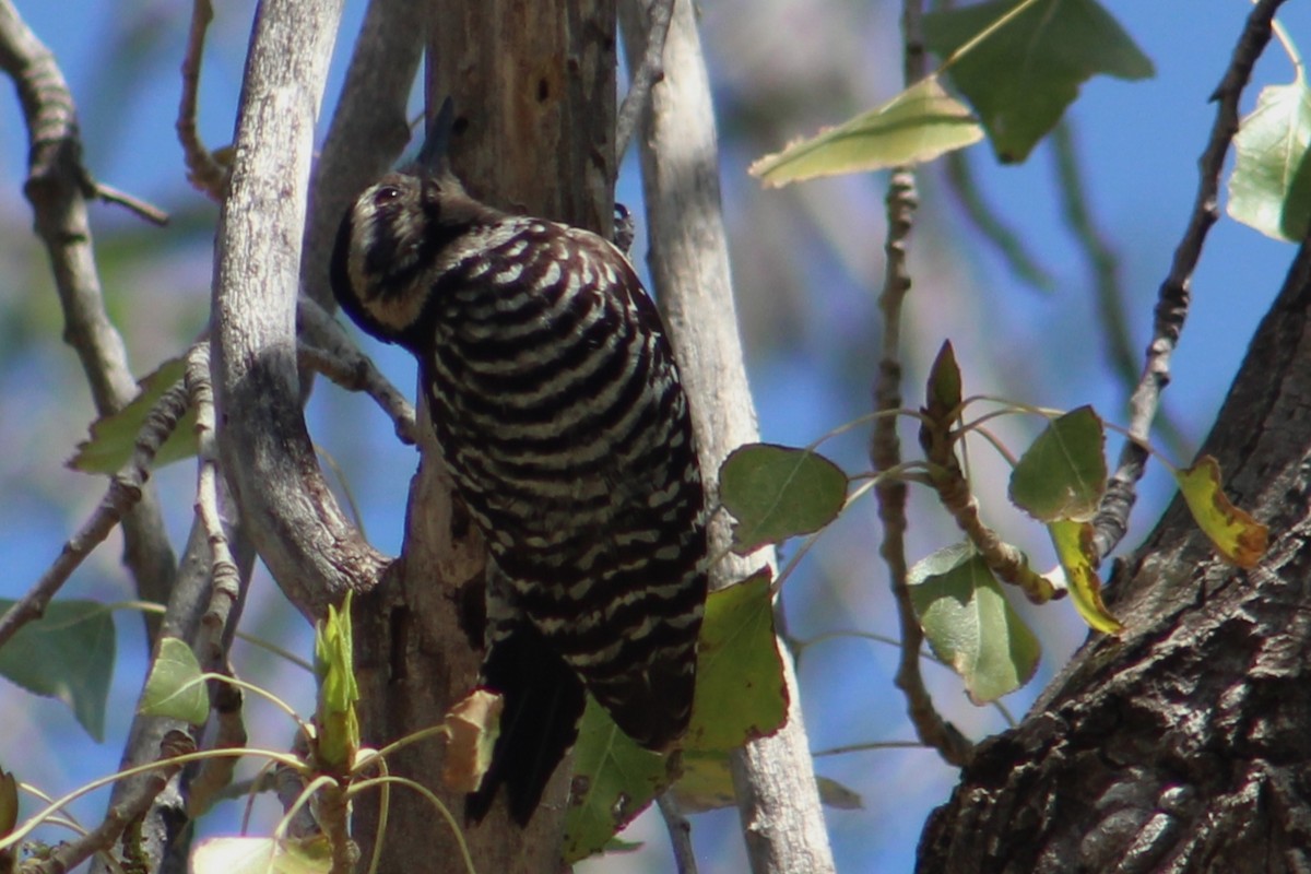 Ladder-backed Woodpecker - Rocío Reybal 🐦