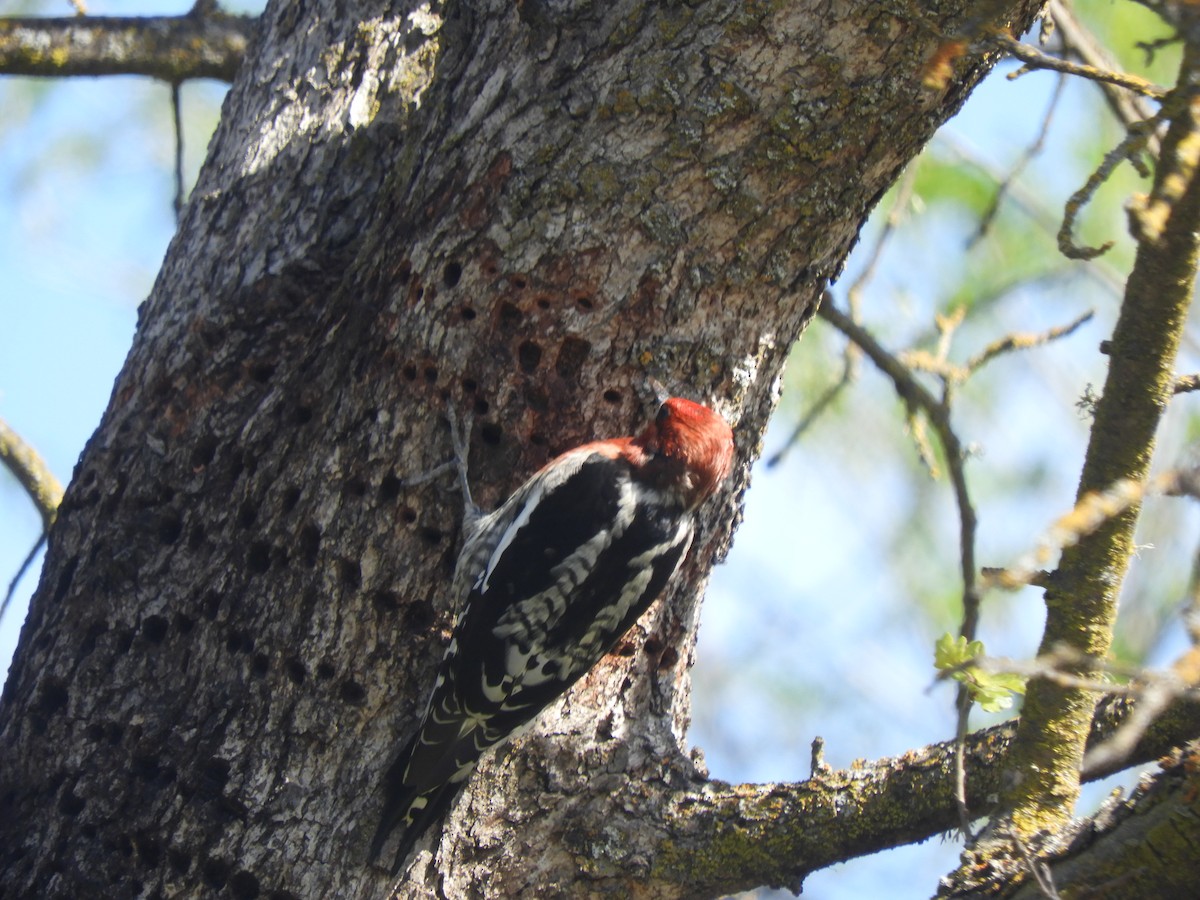 Red-breasted Sapsucker - ML423148831