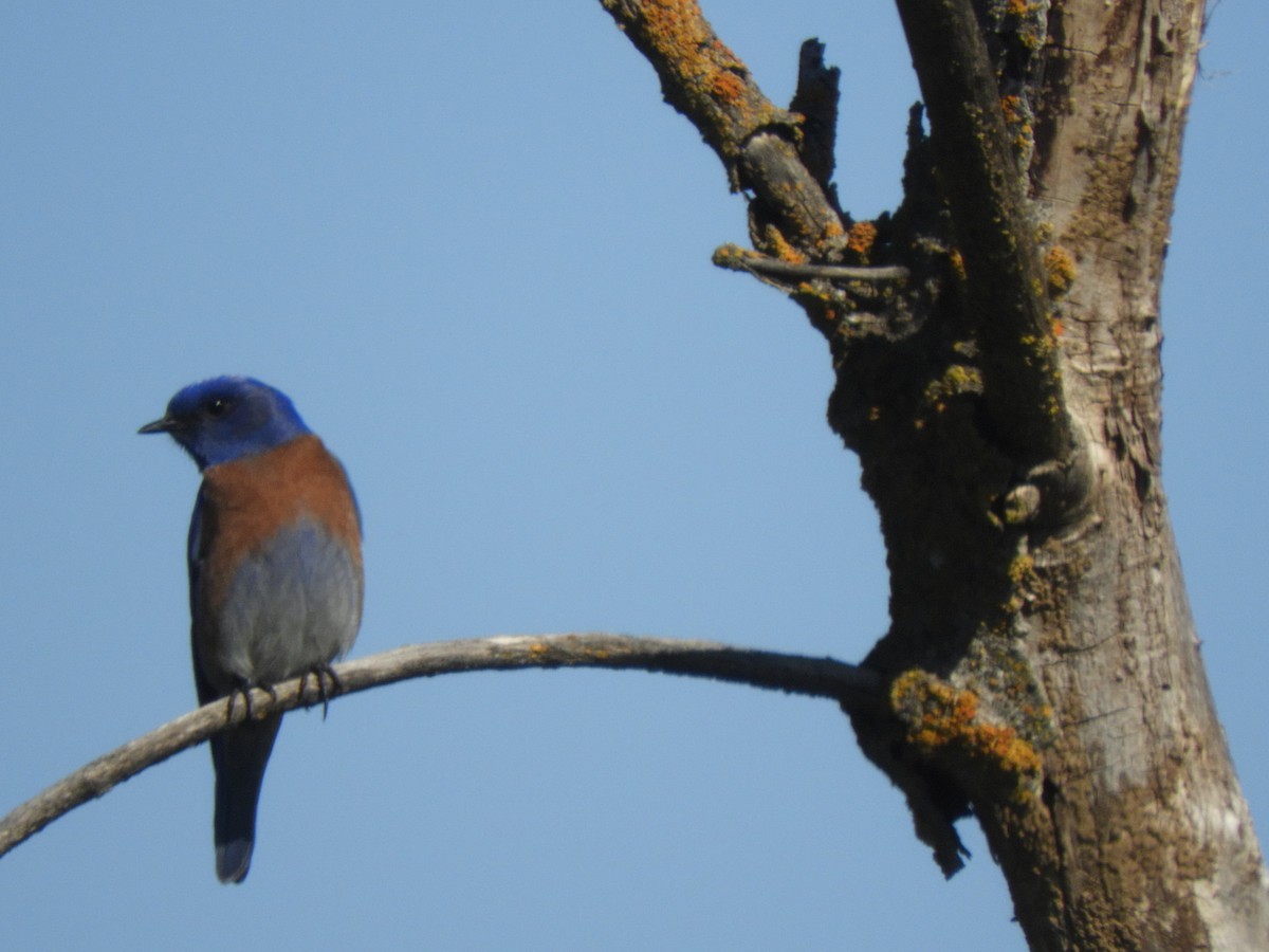 Western Bluebird - ML423149901