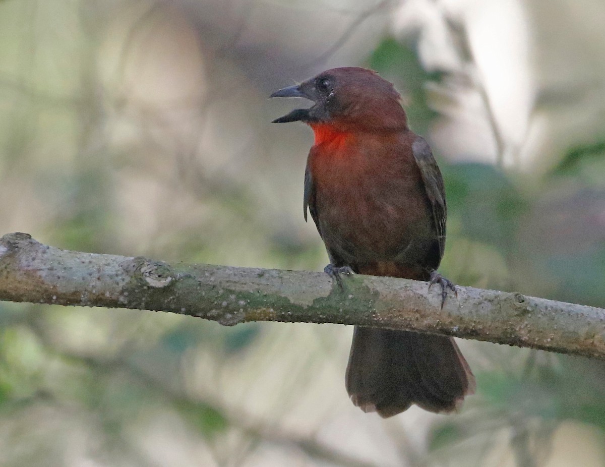 Red-throated Ant-Tanager (Red-throated) - Don Roberson