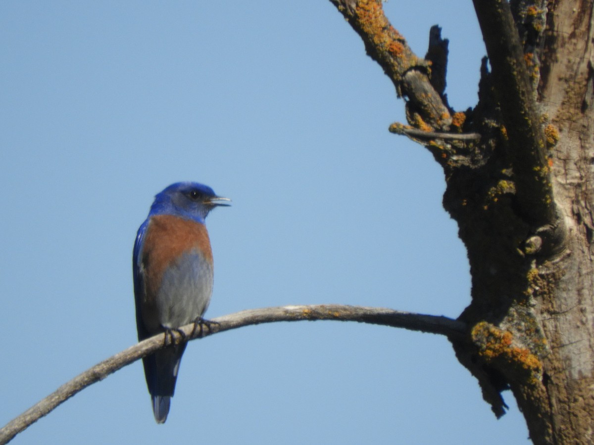 Western Bluebird - ML423150061