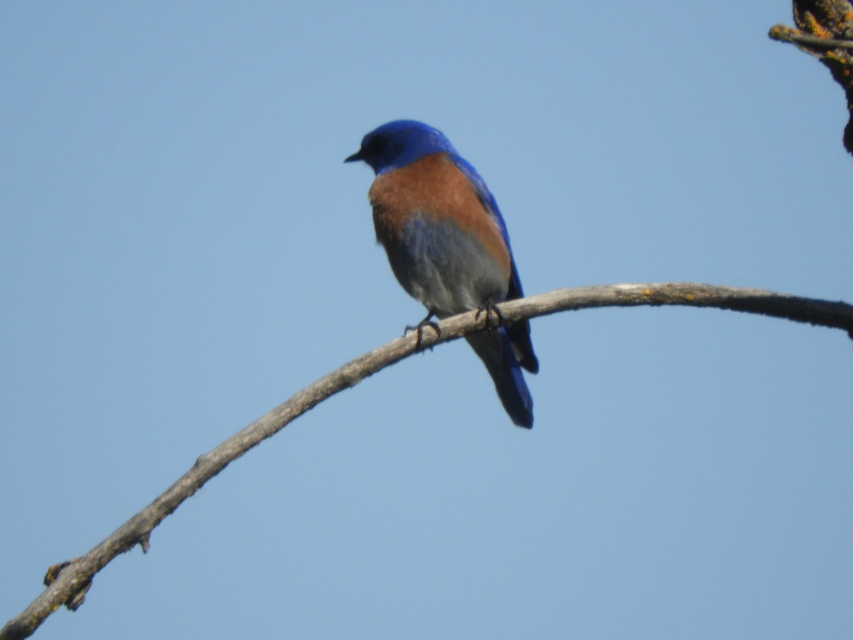 Western Bluebird - ML423150251