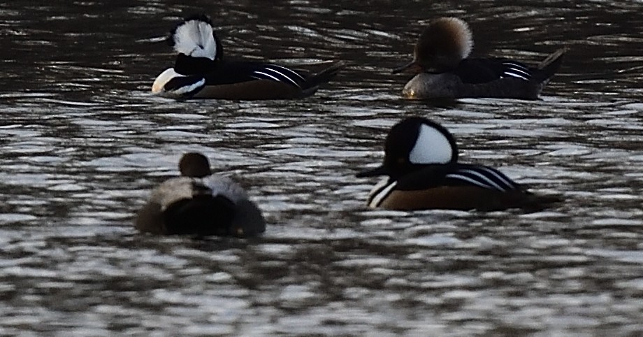 Hooded Merganser - ML423150681
