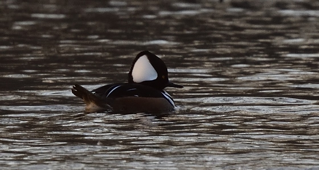 Hooded Merganser - ML423150691
