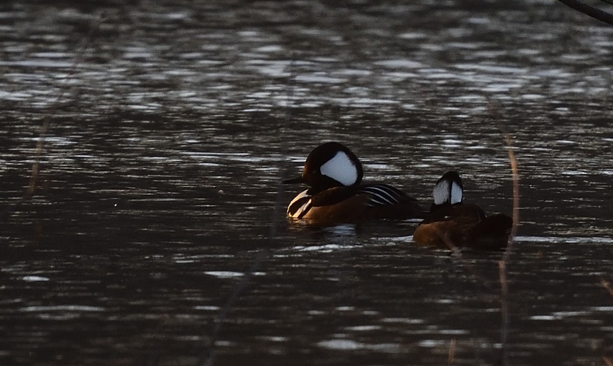 Hooded Merganser - ML423150701