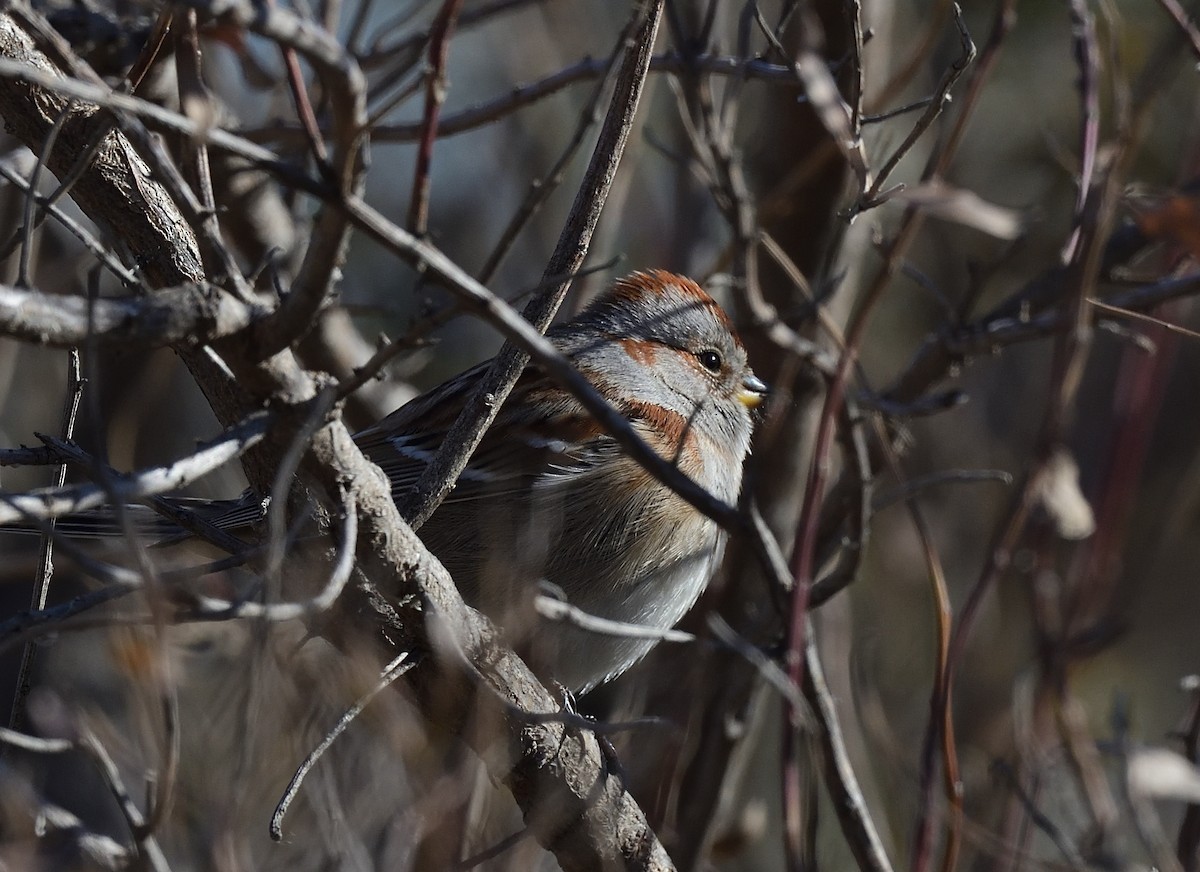 American Tree Sparrow - ML423152221