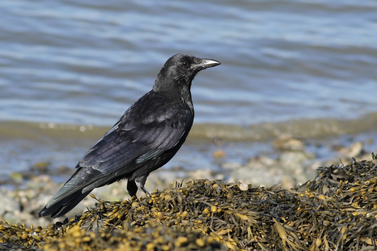 American Crow - Evan Lipton