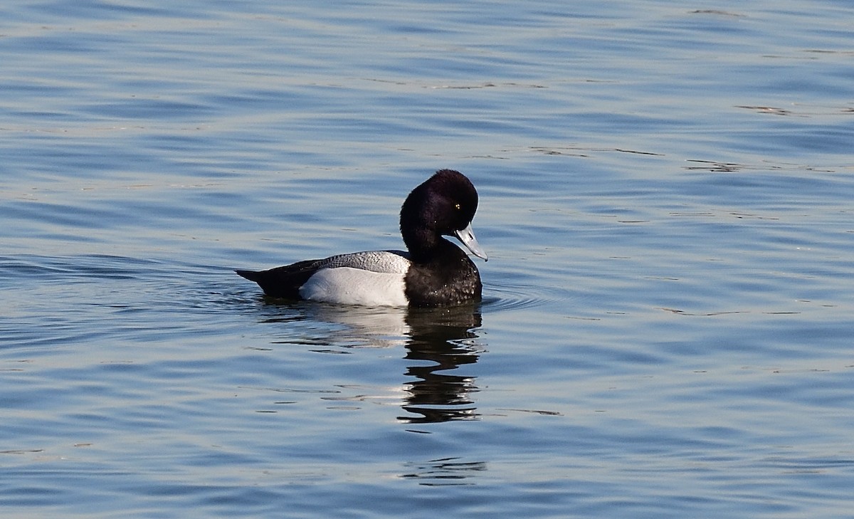 Lesser Scaup - ML423152891