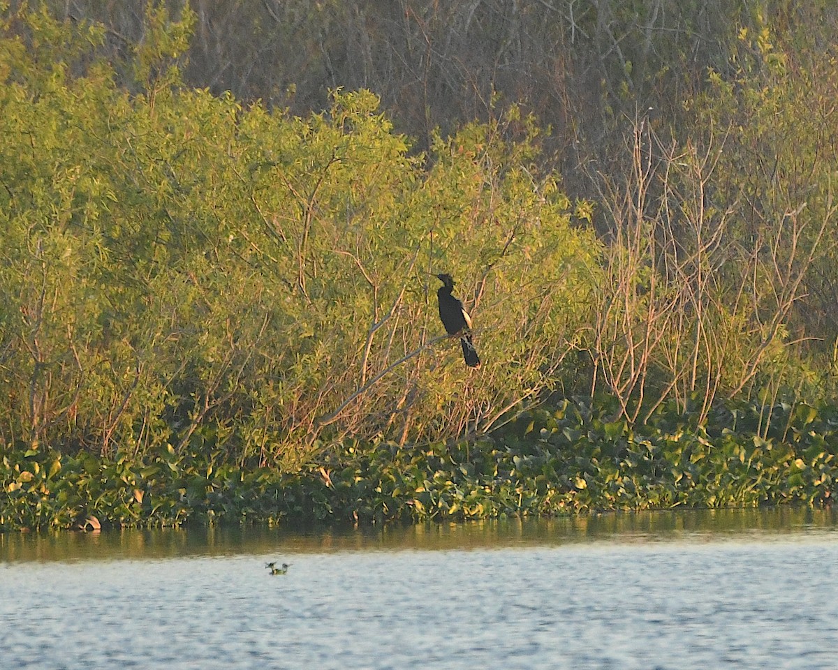 Amerika-Schlangenhalsvogel - ML423153591