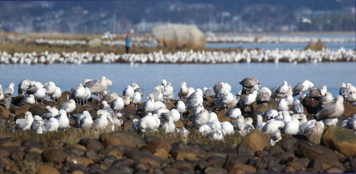 Iceland Gull (glaucoides) - ML423153881