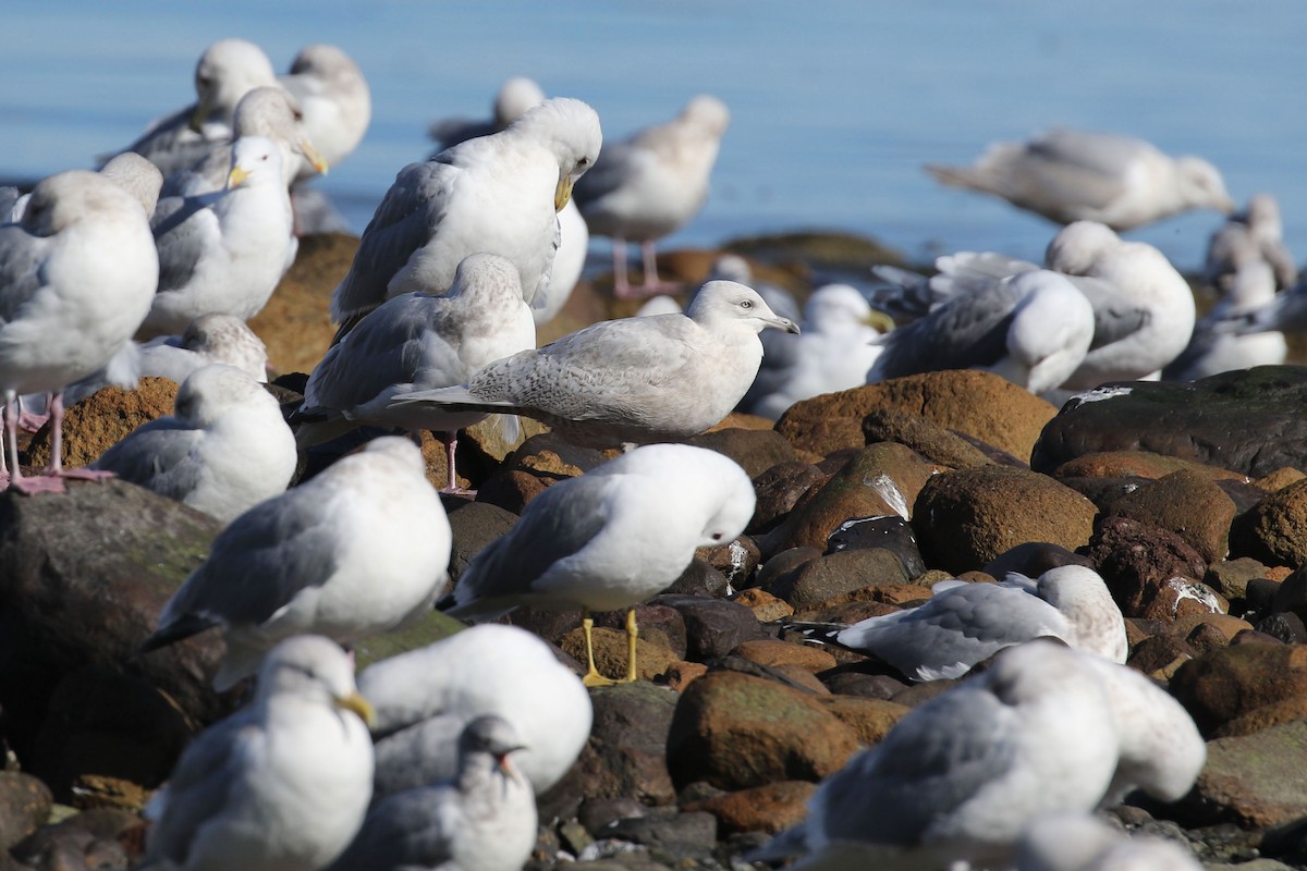 Gaviota Groenlandesa (glaucoides) - ML423154221